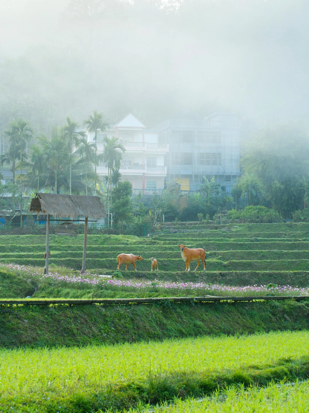 春天真的来啦💚