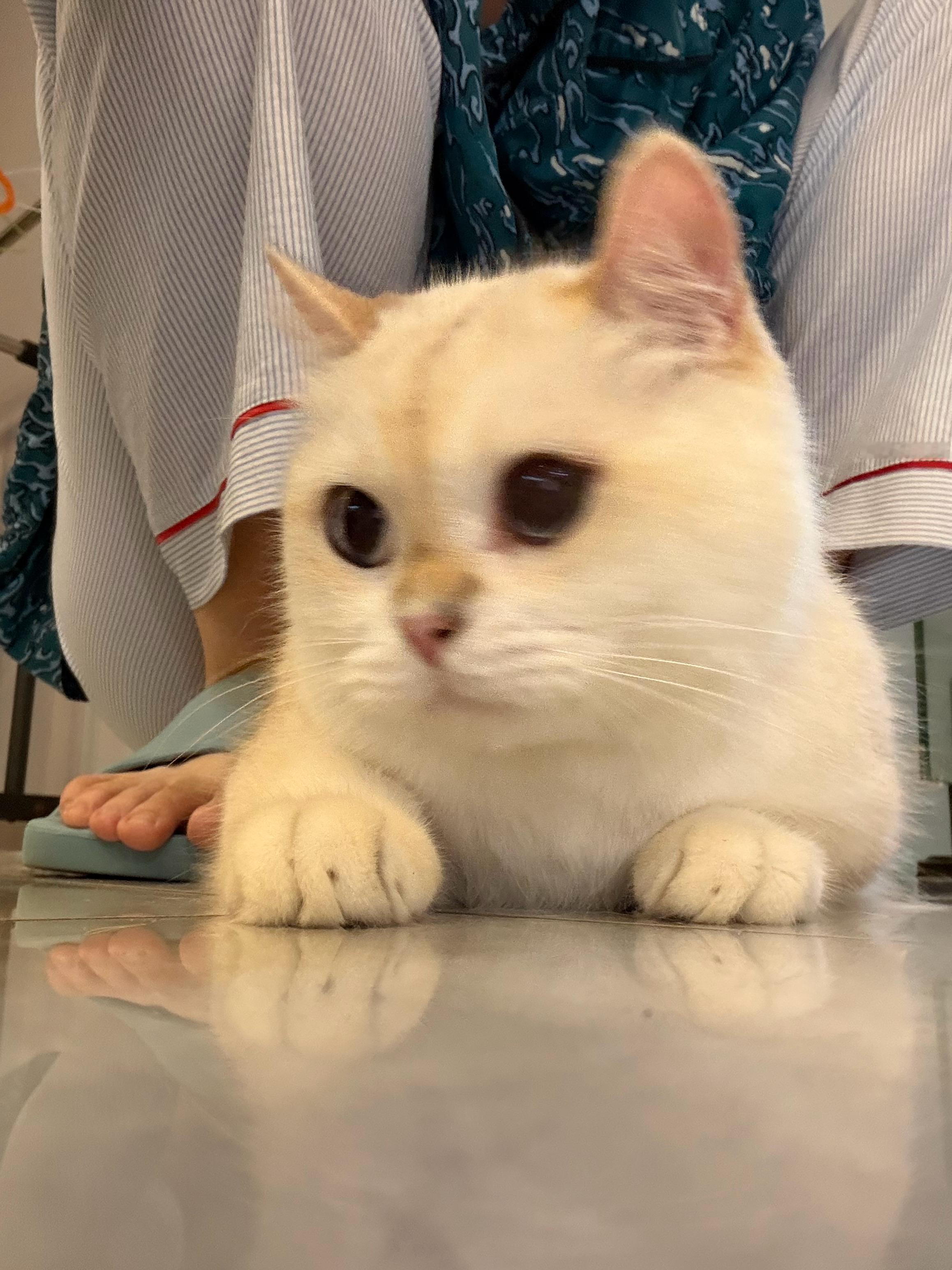 猫宁！家人们中秋节快乐呀！假期开开心心玩！评论抽18个小红包！[期待][期待][