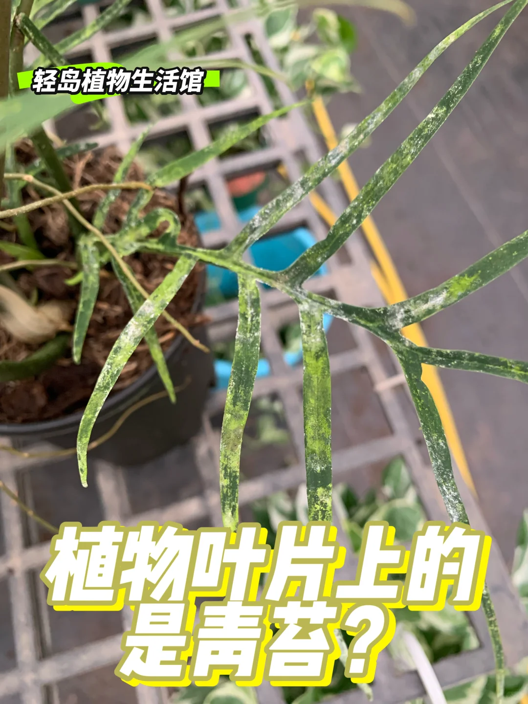 植物老叶长青苔？原因大揭秘！