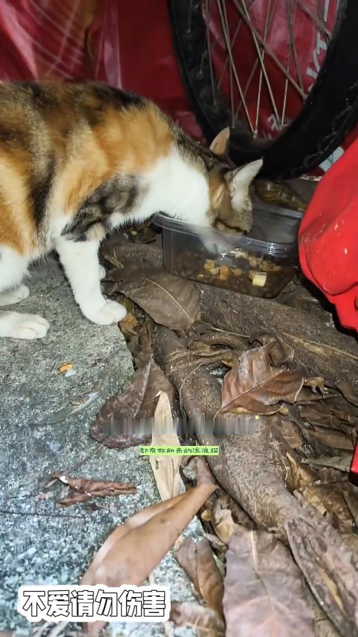 为什么不能和流浪猫太过亲近？
喂猫，人的家中都有救助来的流浪猫，不能再带流浪猫回
