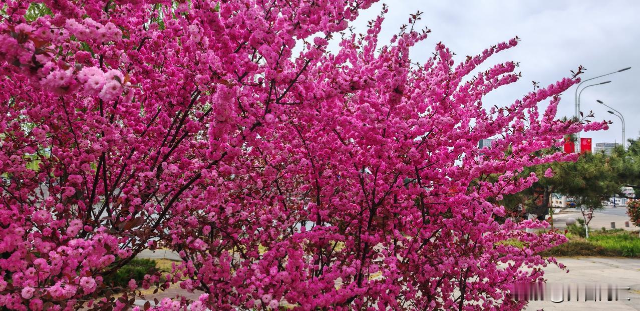 叶似青榆花似梅
此花正是榆叶梅