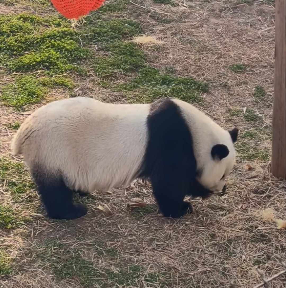 宽姐你像一只小牦牛！🐼 