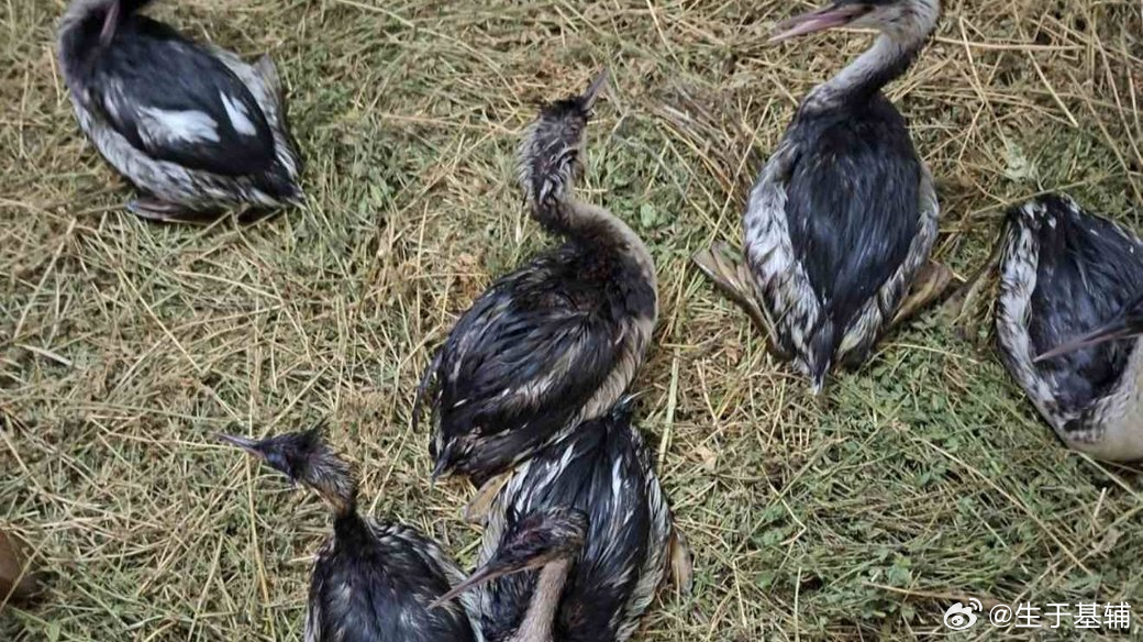 敖德萨州将因俄罗斯袭击导致食用油泄漏而获救的鸟类放归自然敖德萨州已将因去年12月