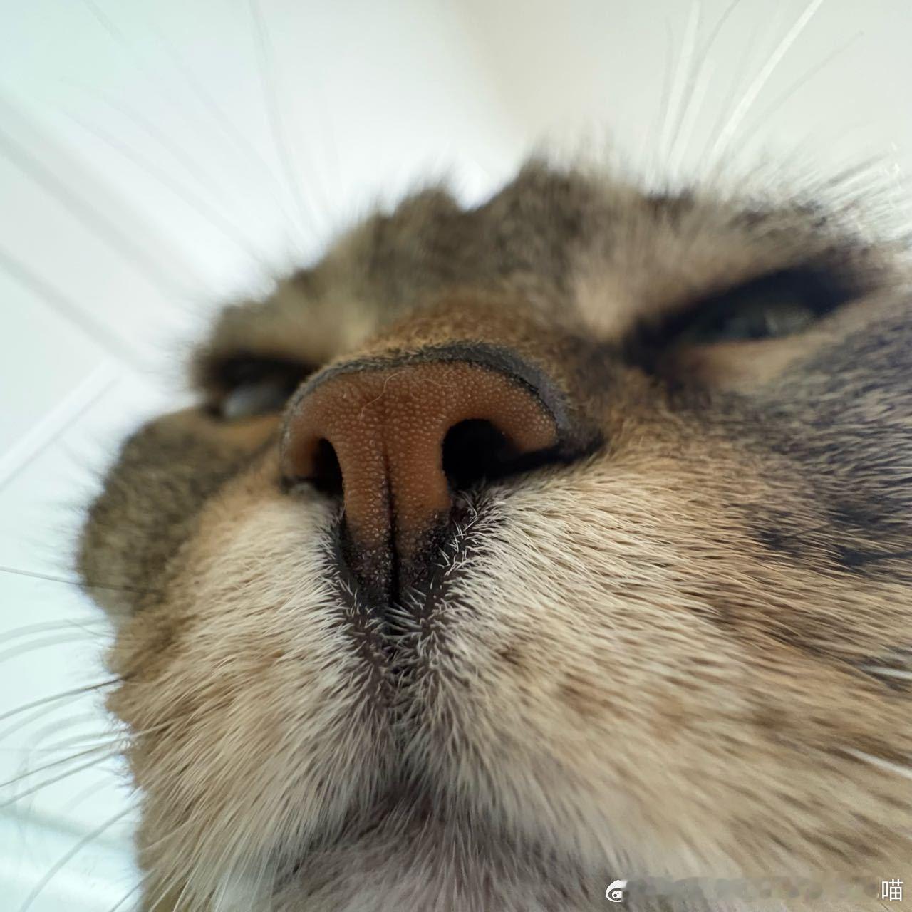 49503【丑猫】如此极品的小猫高柱家竟然有两只 