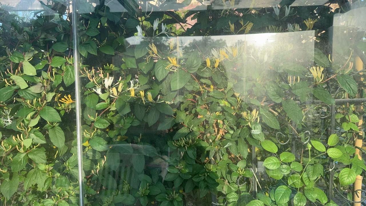 居家劳作：金银花开啦，采一些泡茶泡澡。
爱上种🌹