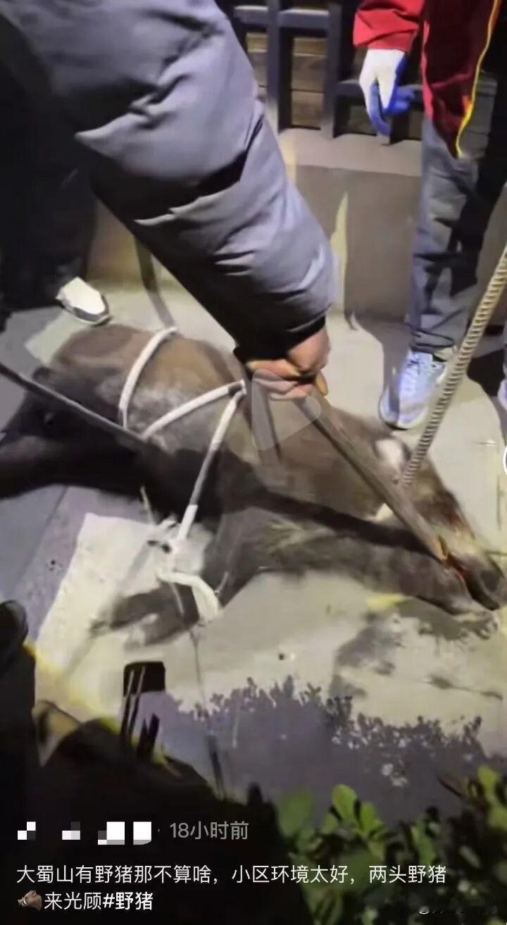 合肥一小区有野猪闯入据网友报道，合肥经开区小区闯进野猪啦，业主、物业、居委会+民