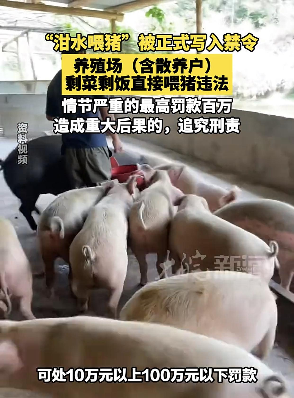 慎用泔水，
8月15日，泔水喂猪，罚10-100 万！

这个真该禁，早餐，中午