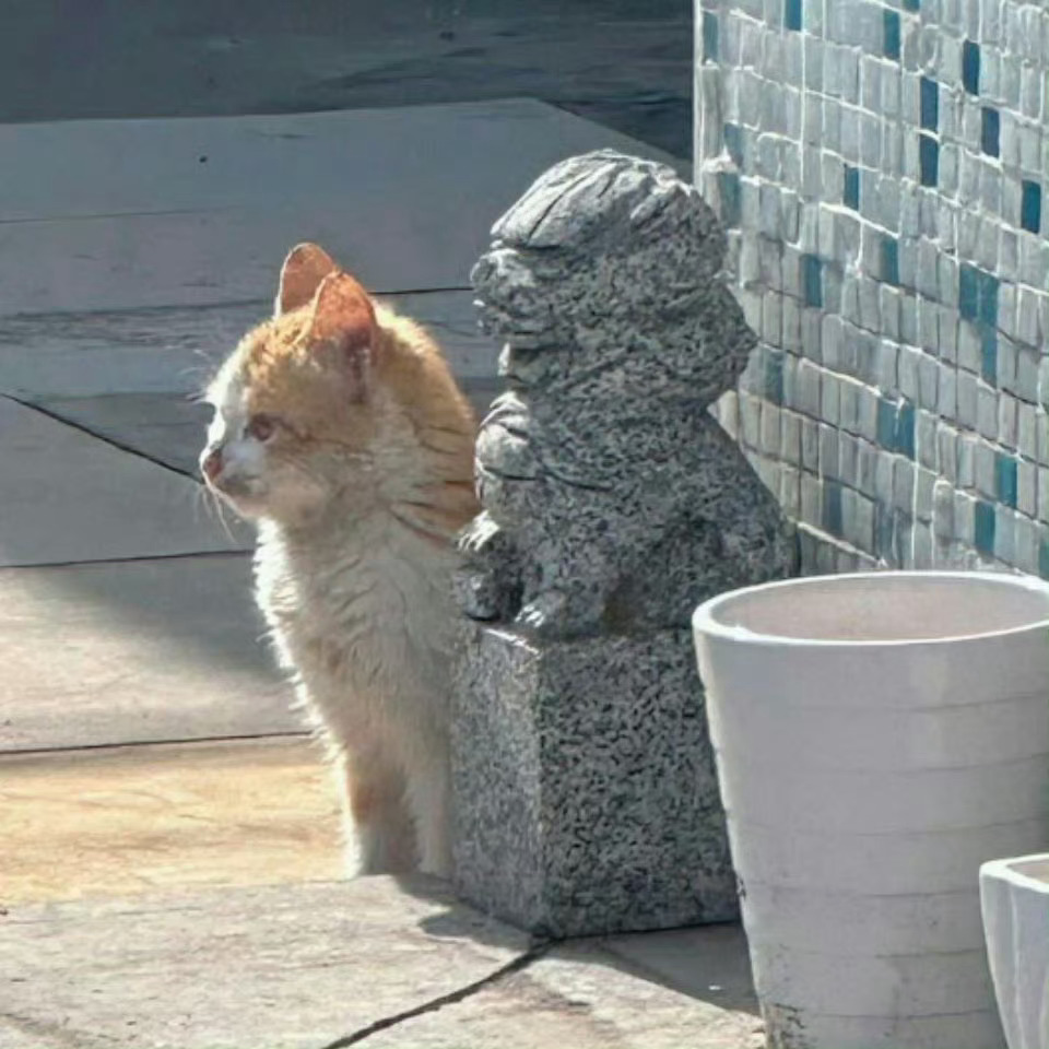 好萌啊小猫🐈陪小狮子站岗🥺 