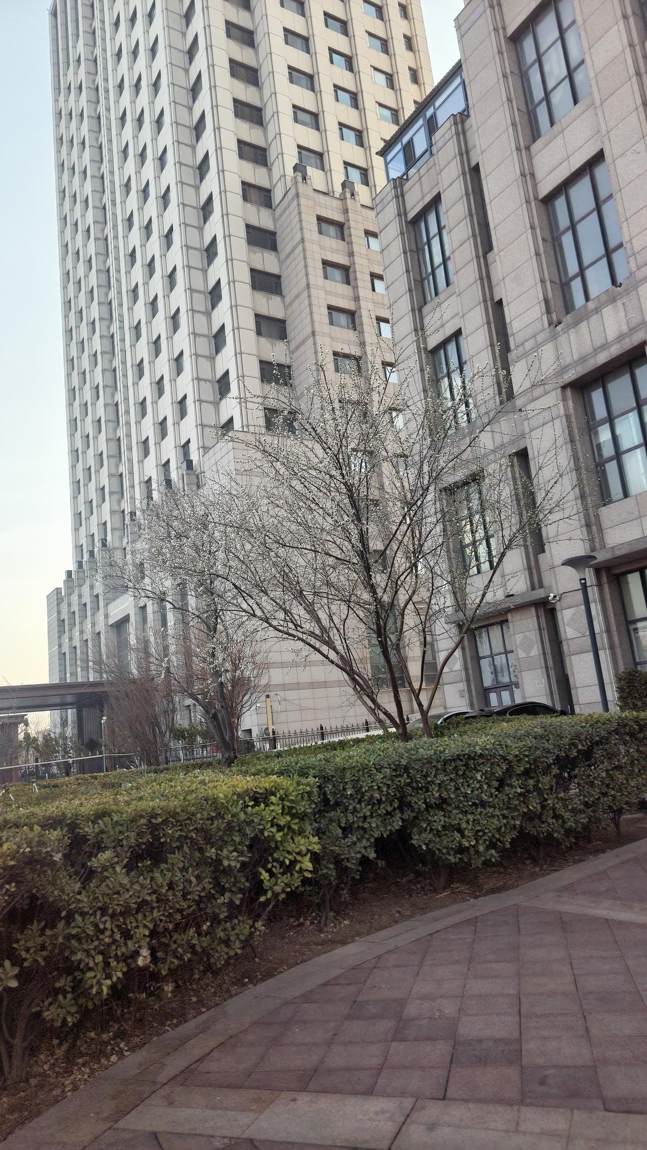 发一张你相册最近拍的花今年春短，过完年马上就春暖花开了！