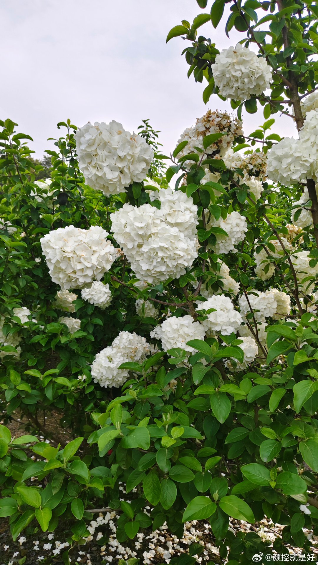 马上就要过了花期的木绣球。 