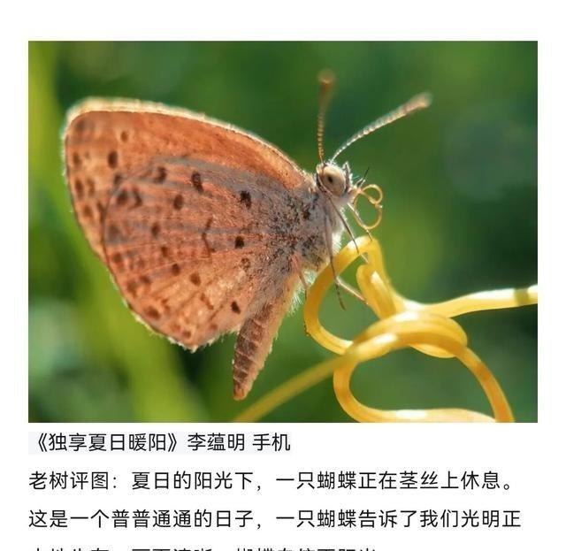 拍昆虫最容易出现一个误区：看见虫子，第一反应就是赶紧把手机往前送。结果虫子是拍大