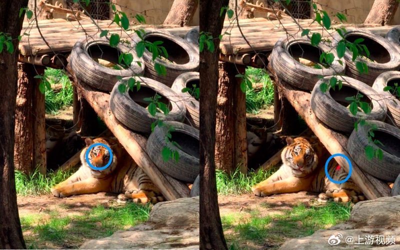 #上海动物园游客用激光笔照老虎眼睛#【游客用激光笔照射老虎眼睛，上海动物园：已劝