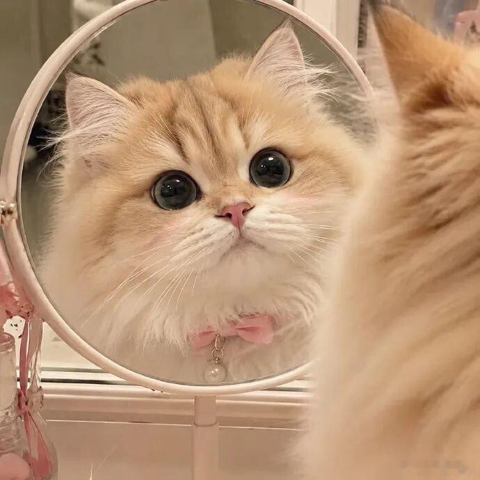 猫猫我呀今天也是可爱到膨胀的一天！！！ ​​​