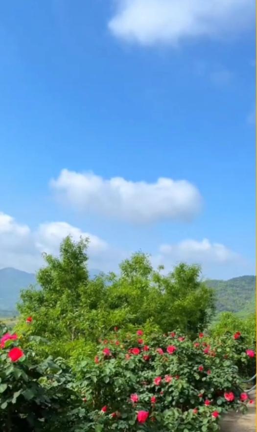 晴蓝如洗的天空下，粉艳的玫瑰缀满枝头，漫山绿意与轻云共织了一整个温柔的春日。