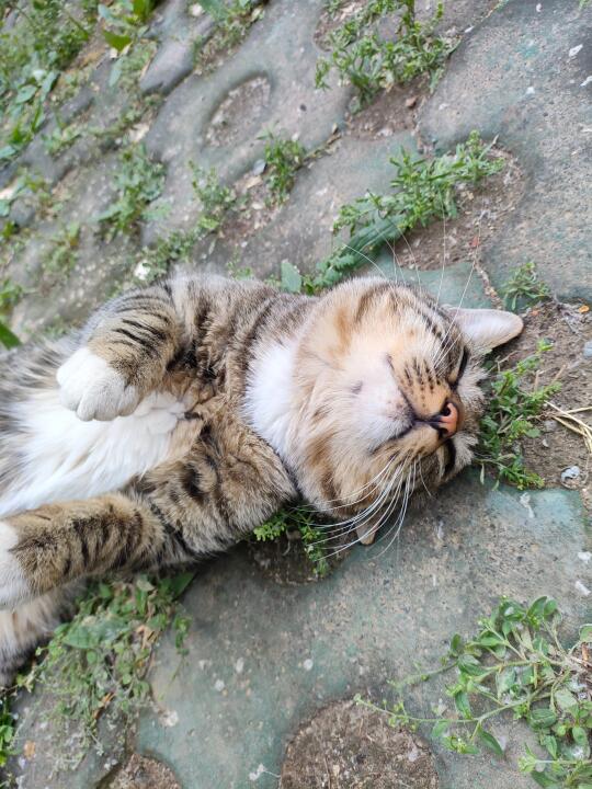 我妈说我不是真的喜欢猫