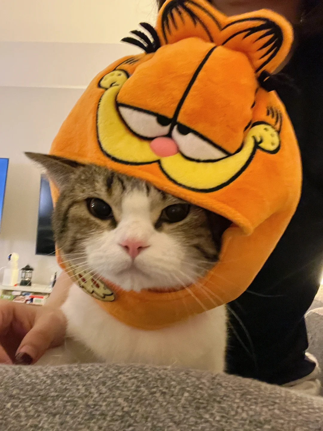 猫咪头像来咯-被迫营业臭脸了 hh