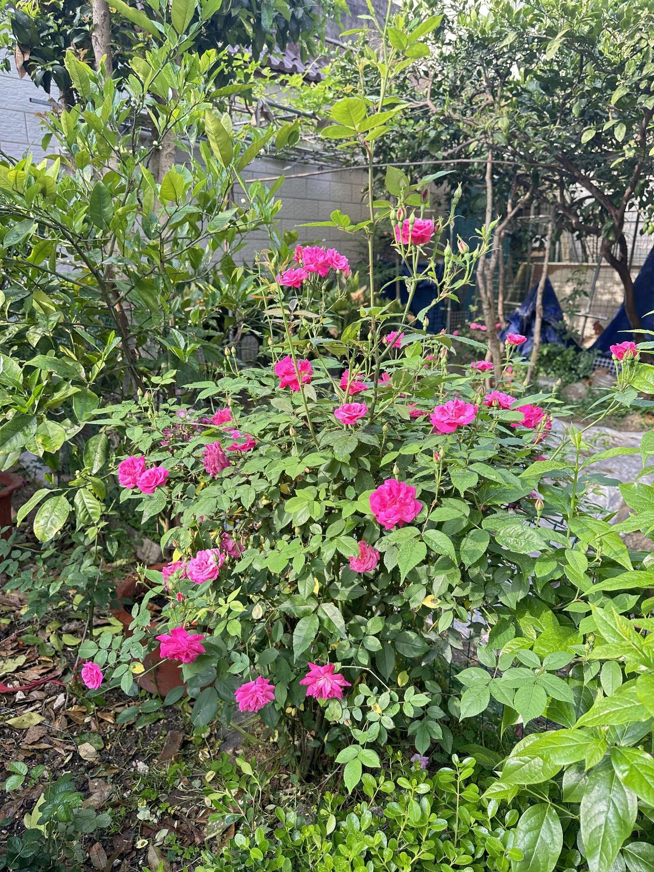 小院的花，看着这些花草从幼苗慢慢长成繁茂的样子，开花的瞬间真的觉得所有的养护都值