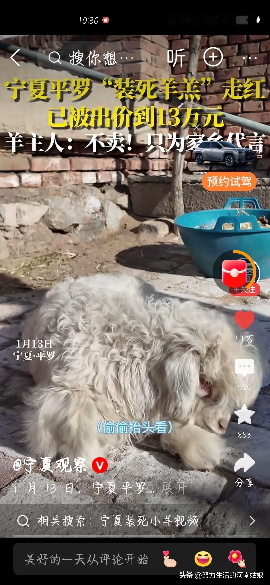 朋友们快看这个“戏精小羊”！宁夏养殖户带4只小羊赶集卖，别的都420元卖了，就它