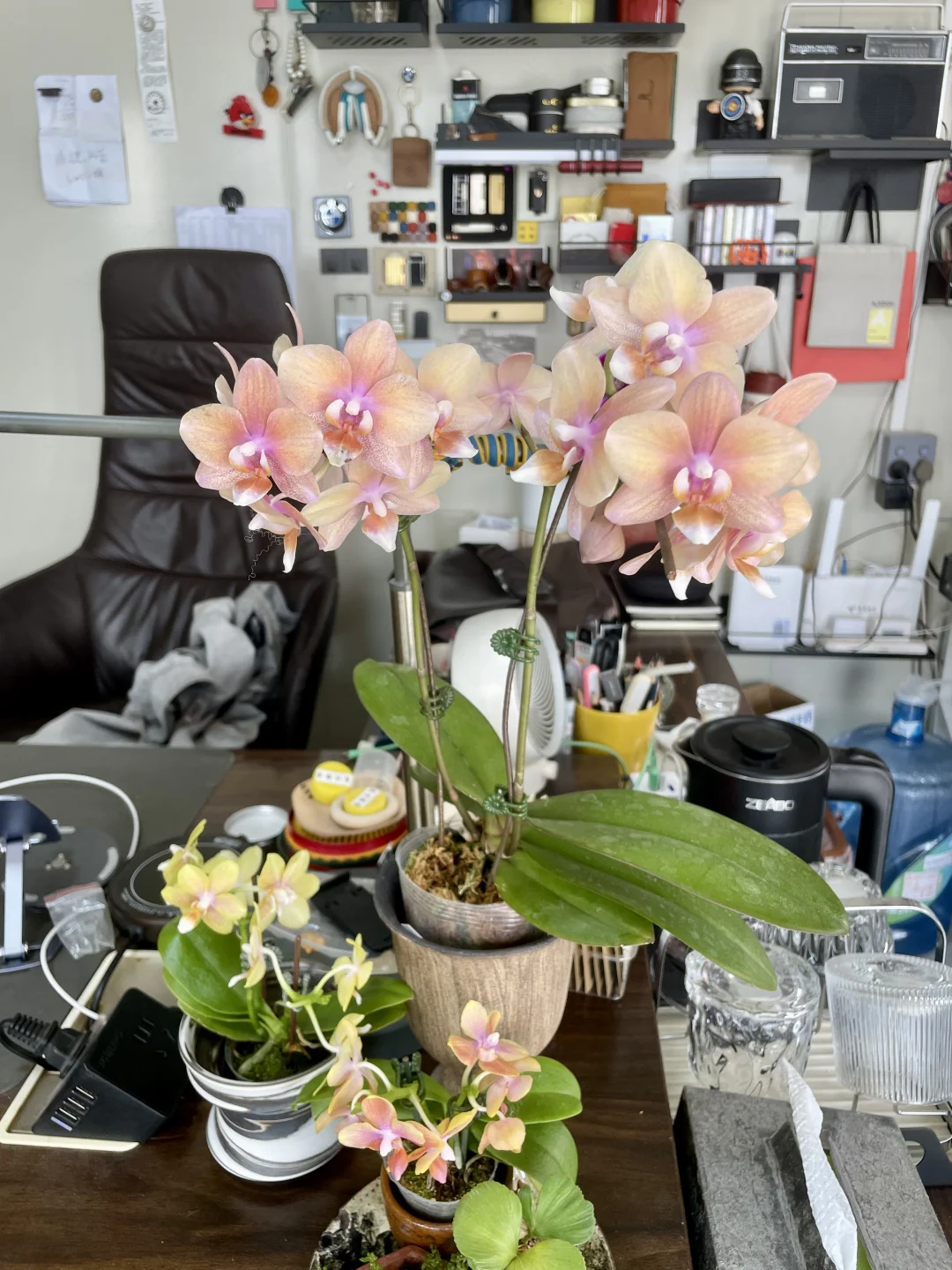 香花蝴蝶兰