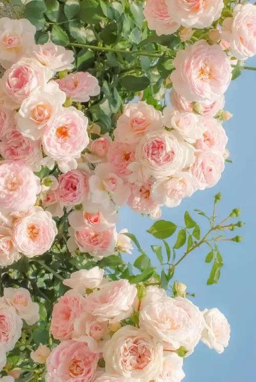 粉白花开，香气袭人。