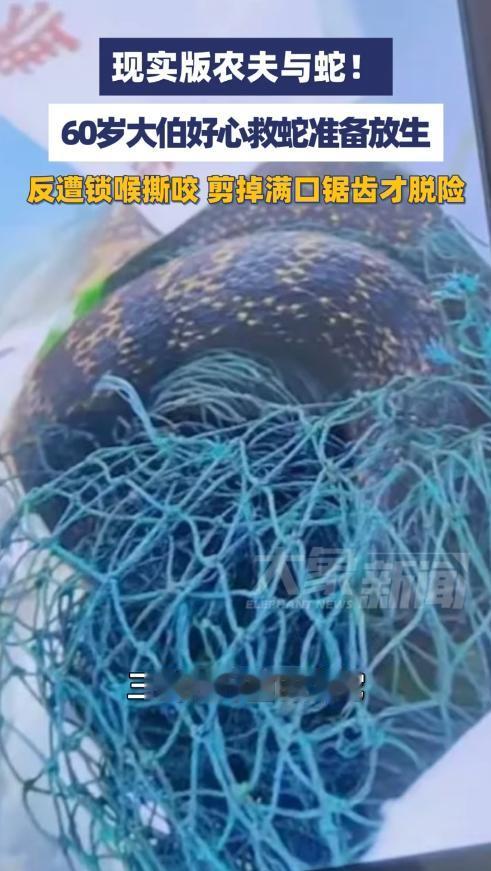 现实版农夫与蛇！浙江温州，60岁梁大伯受邻居所托解救一条被困菜地大网中的大蛇准备