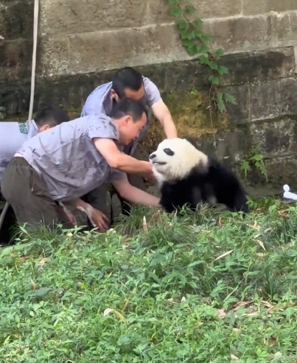 重庆动物园的 “二馆长” 渝爱，今天彻底经历了熊猫生的 “社死名场面”—— 被三