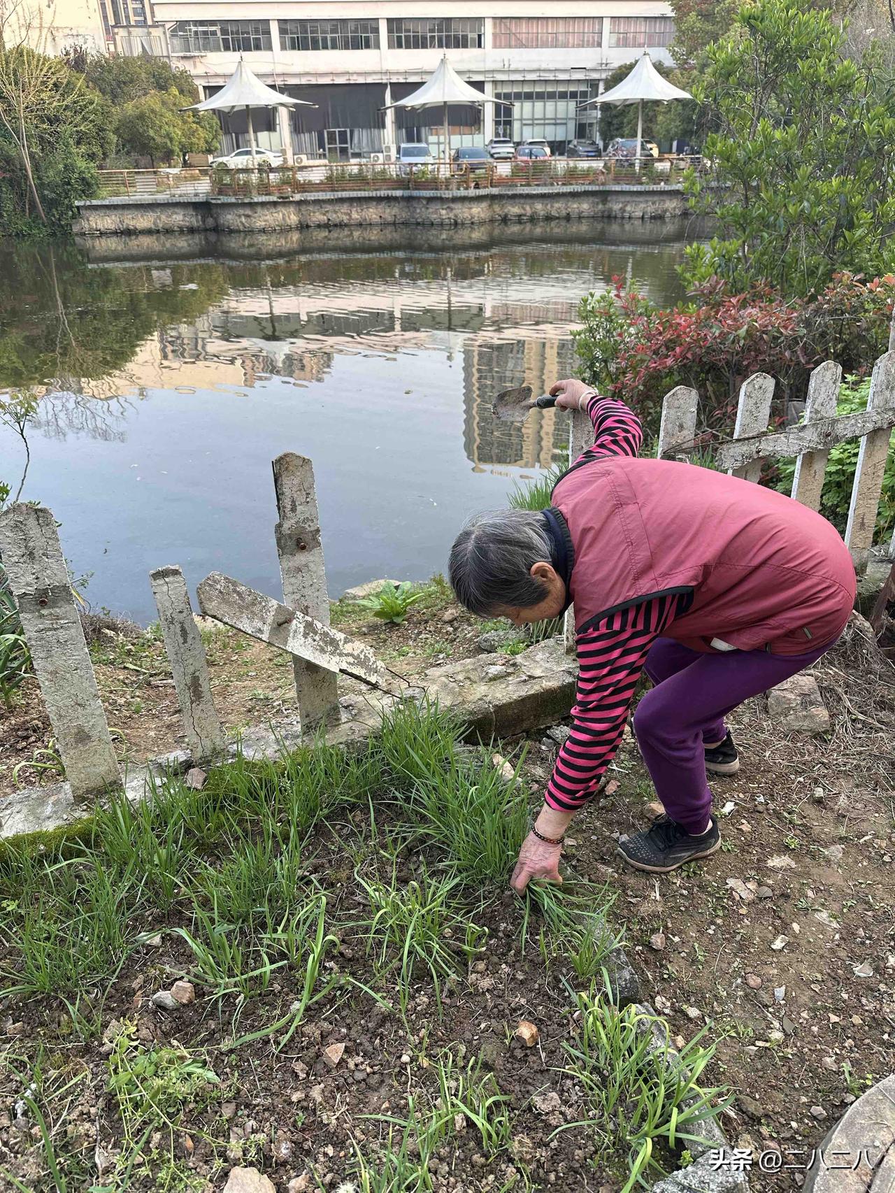 下班后去了院子里，看见家里的大门是开的，猜到是楼上的奶奶在我家前院种菜吧。

走