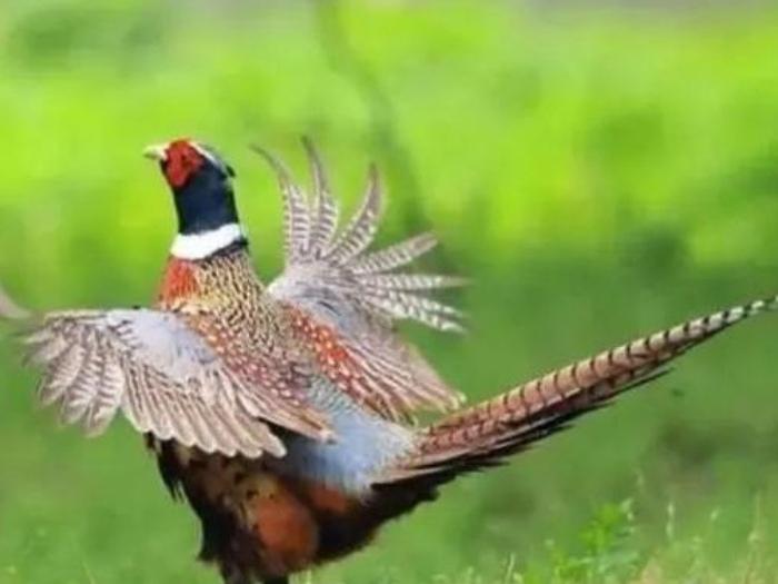 新加坡街头上演全民“抓鸡”大战！这鸡不是普通家鸡，竟是泛滥成灾的混血野鸡，把当地