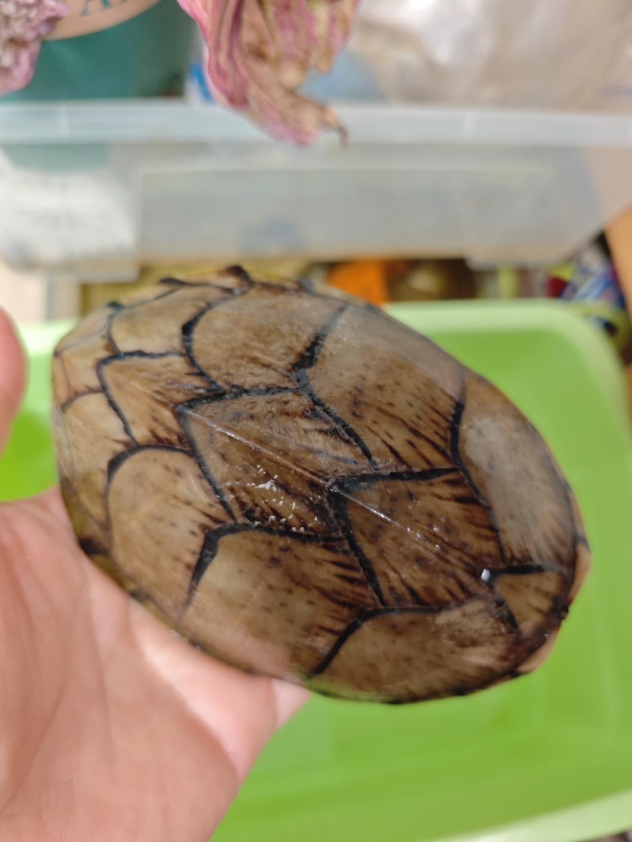 昨天清理家里物品，卖了一只剃刀龟。
这只剃刀龟伴随我已经好几年了，量了一下有14