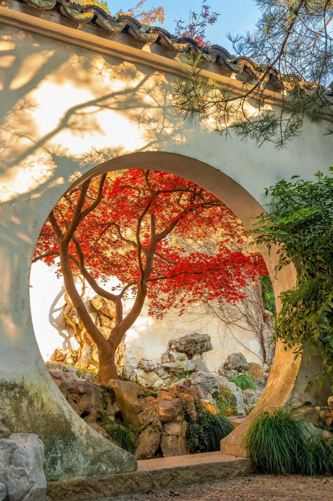 接下来的几个月，苏州堪称秋天旅行天花板‼️