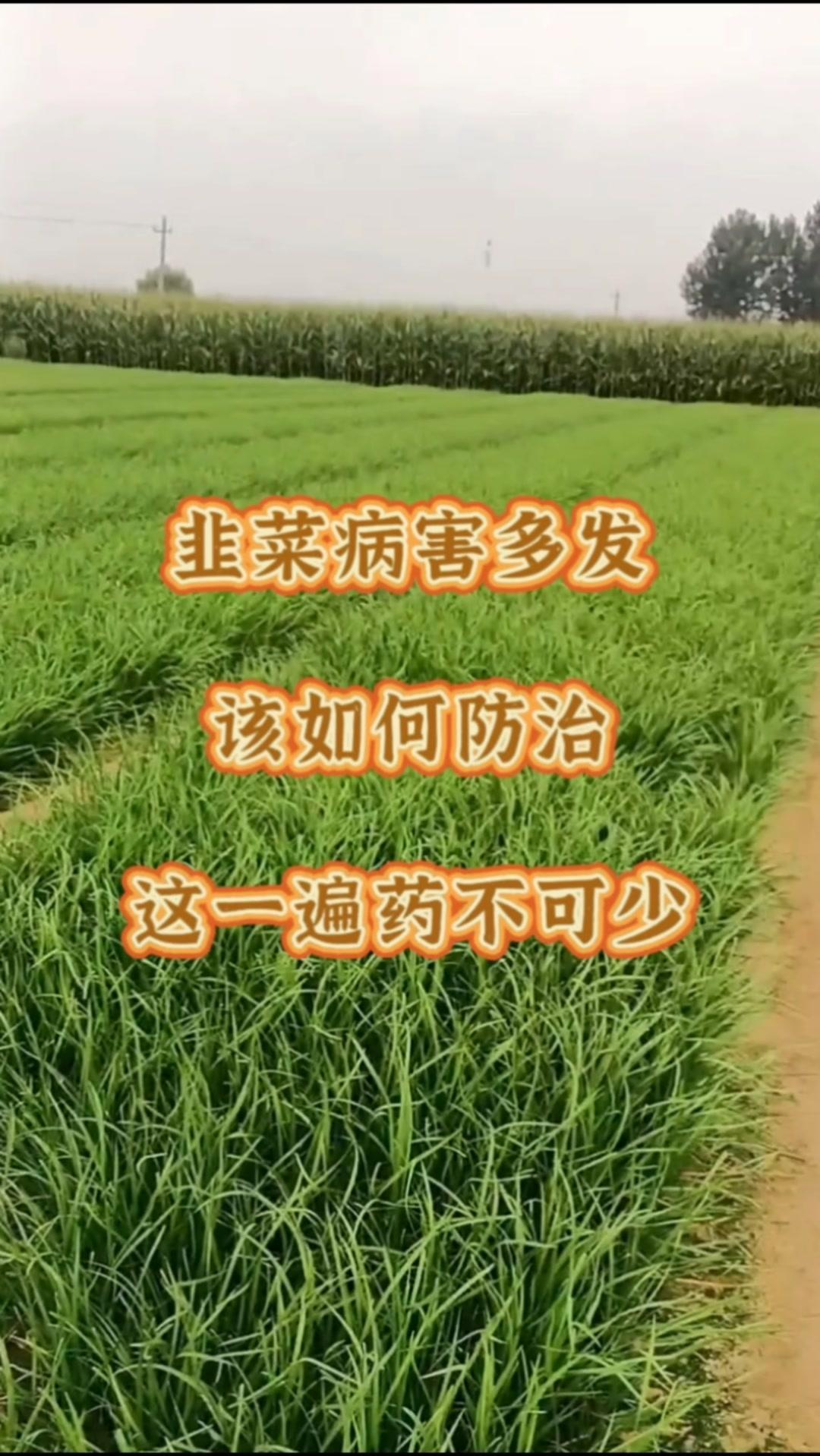 韭菜病害多发，该如何防治？🌿韭菜的疫病、灰霉、根腐、白绢等病害如何防治？高温高