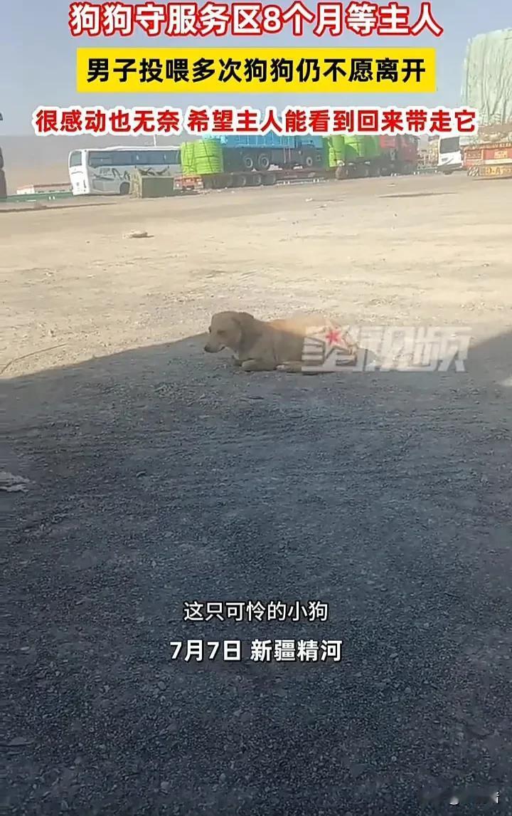 一只小狗在新疆精河的服务区待了八个月，每天都用同一个姿势趴在同一个地方，只是为了