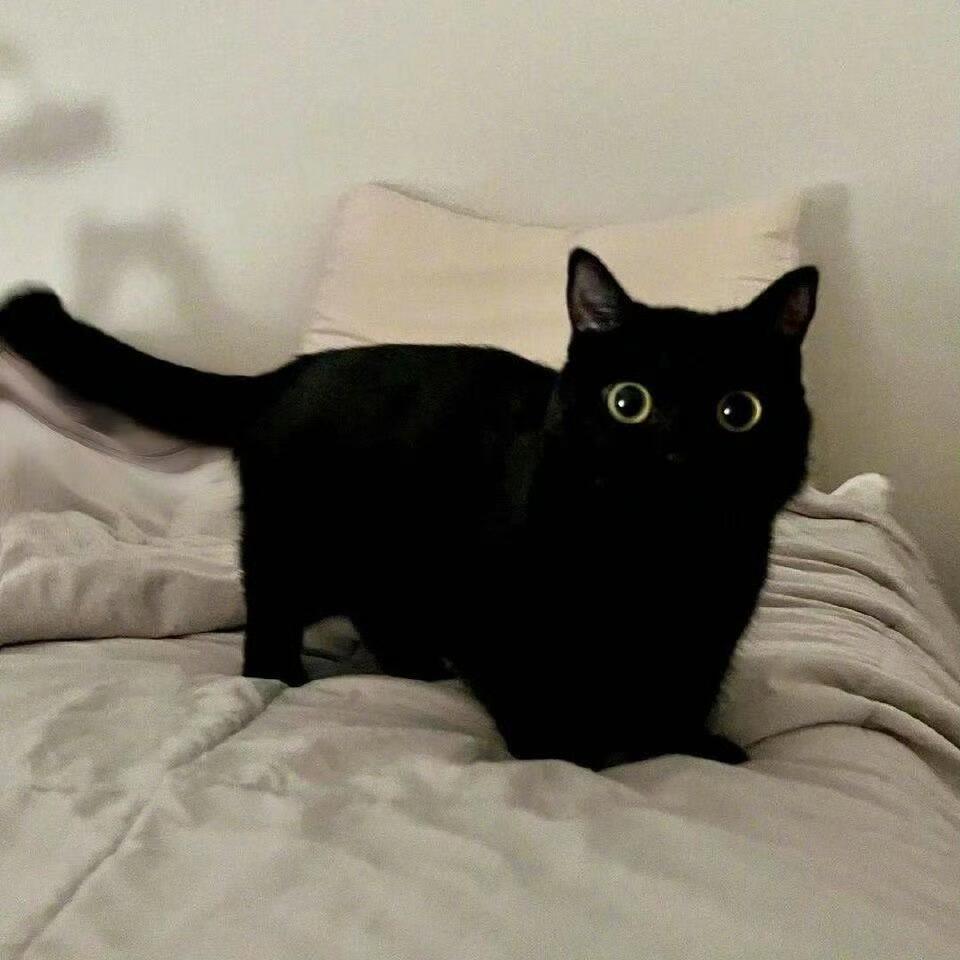🐈⬛ı||ıı|ı|☆₊⁺🦴🐾 
