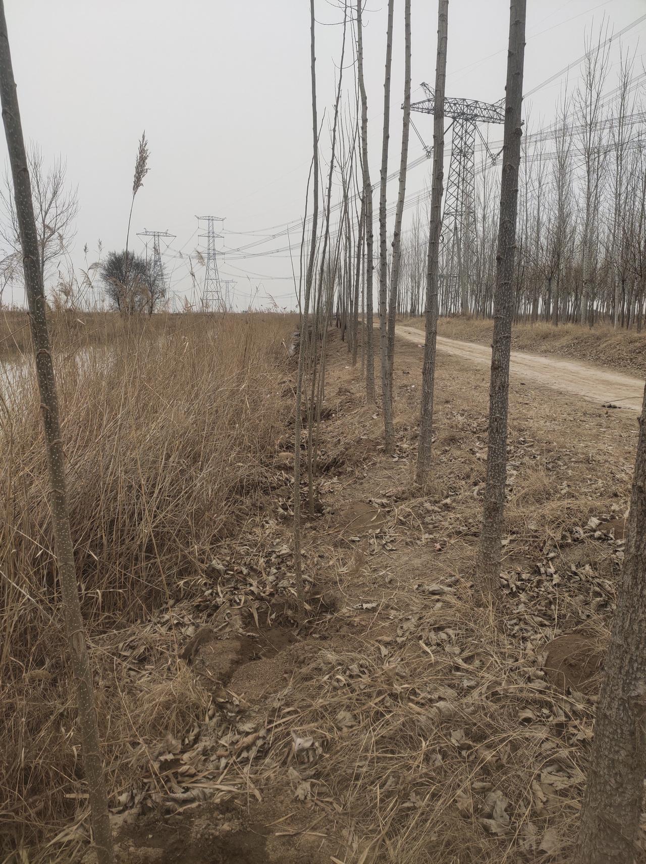 昨天3月12日是植树节。我和老伴又买了100根杨树，经过一天多的时间，种在沟边并