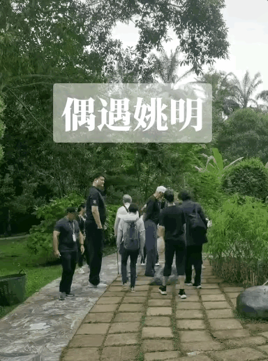 “巨人”家族出行，一览众人小❗️
📣西双版纳的热带植物园里一条小道，网友偶遇姚