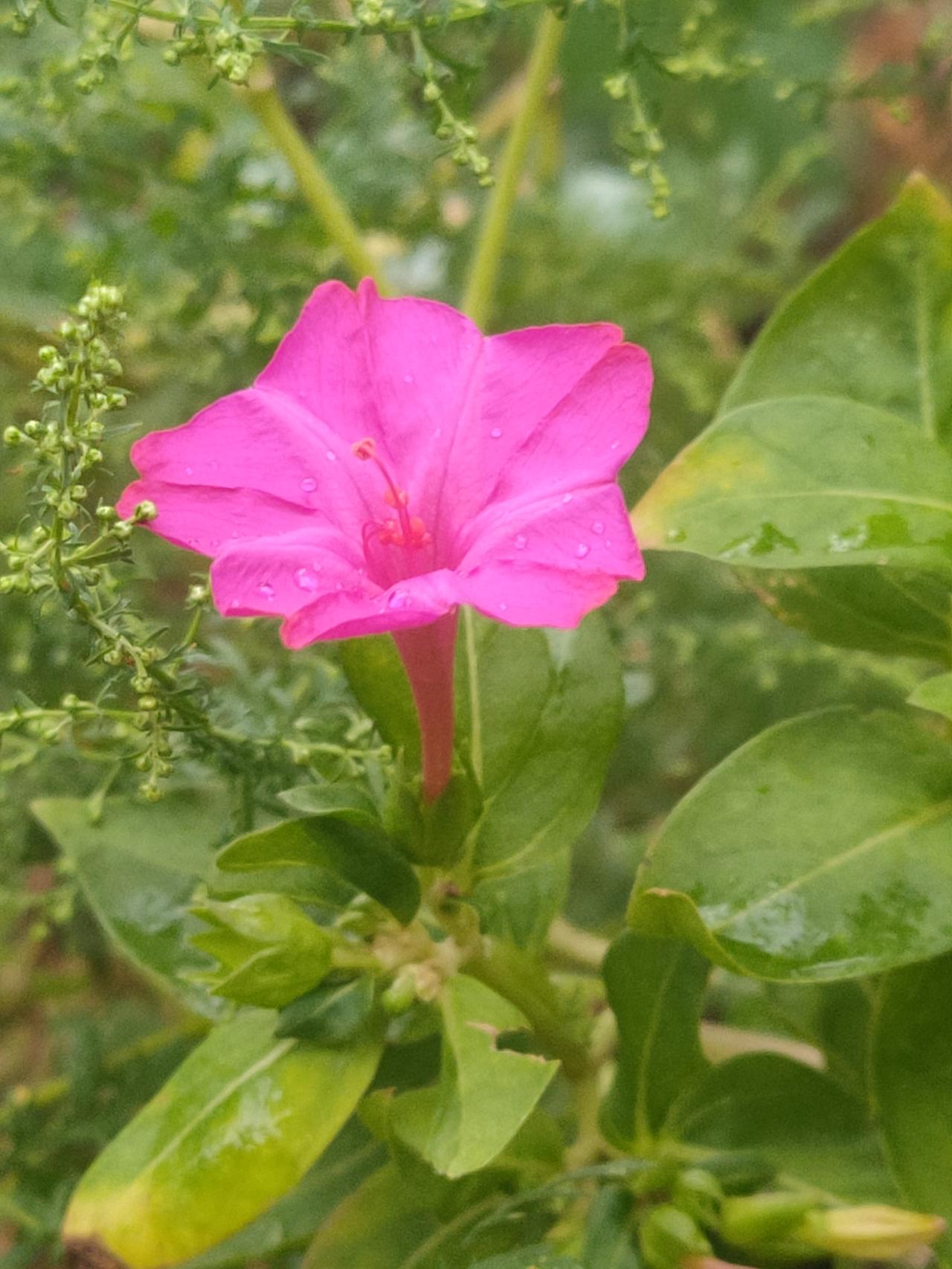 分享你相册里一张带花的照片