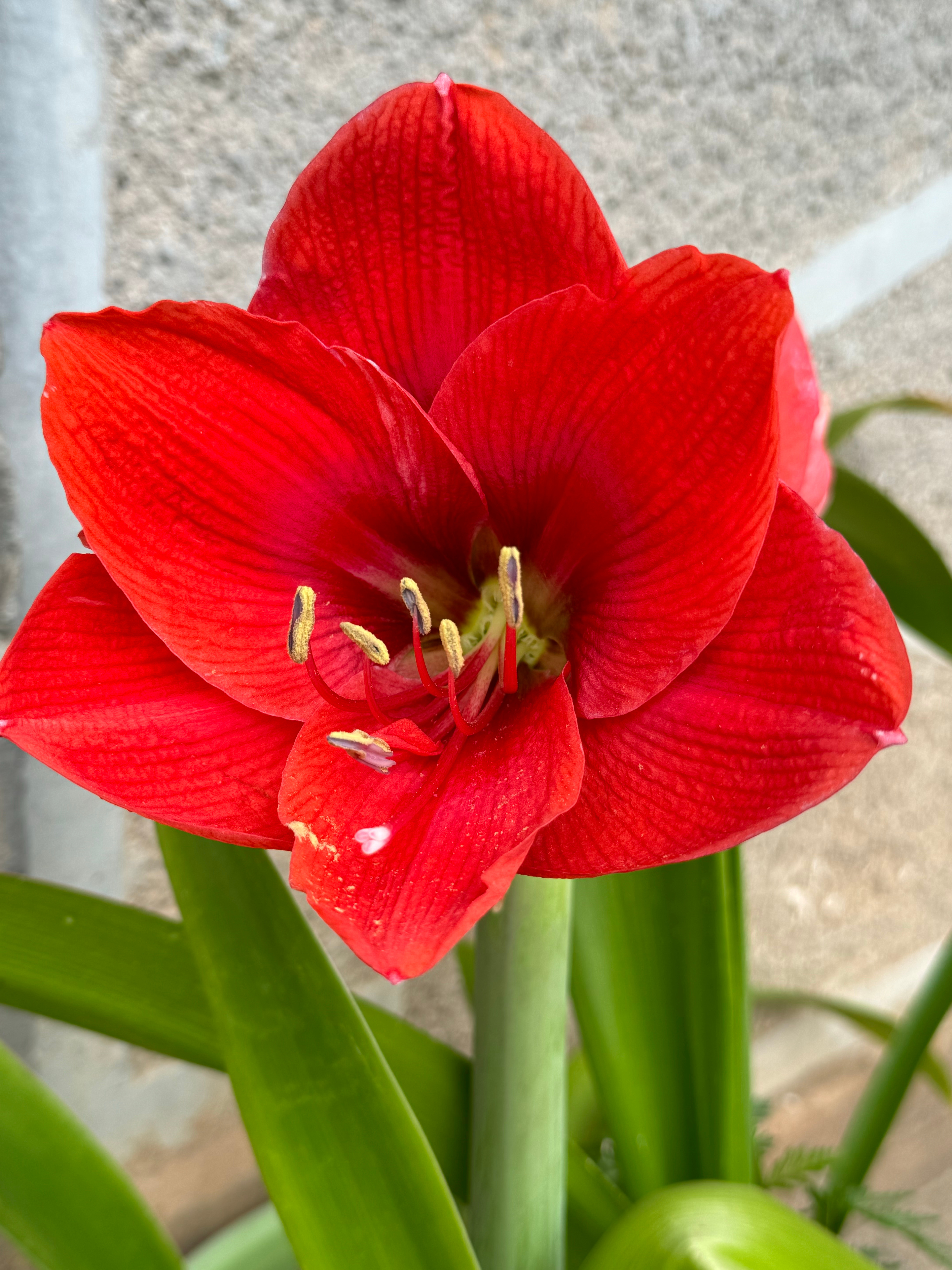花开啦 