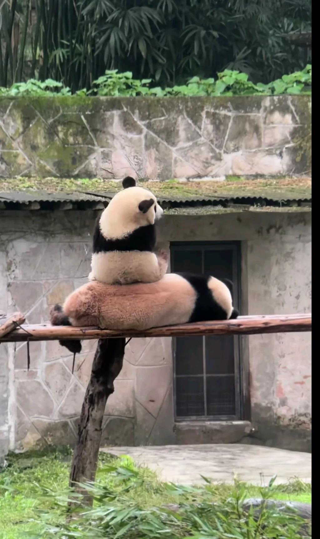 莽小五：真皮坐垫，熊猫牌，还是妈妈牌，人类羡慕吧！
这一刻我看到了莽仔妈妈对莽小