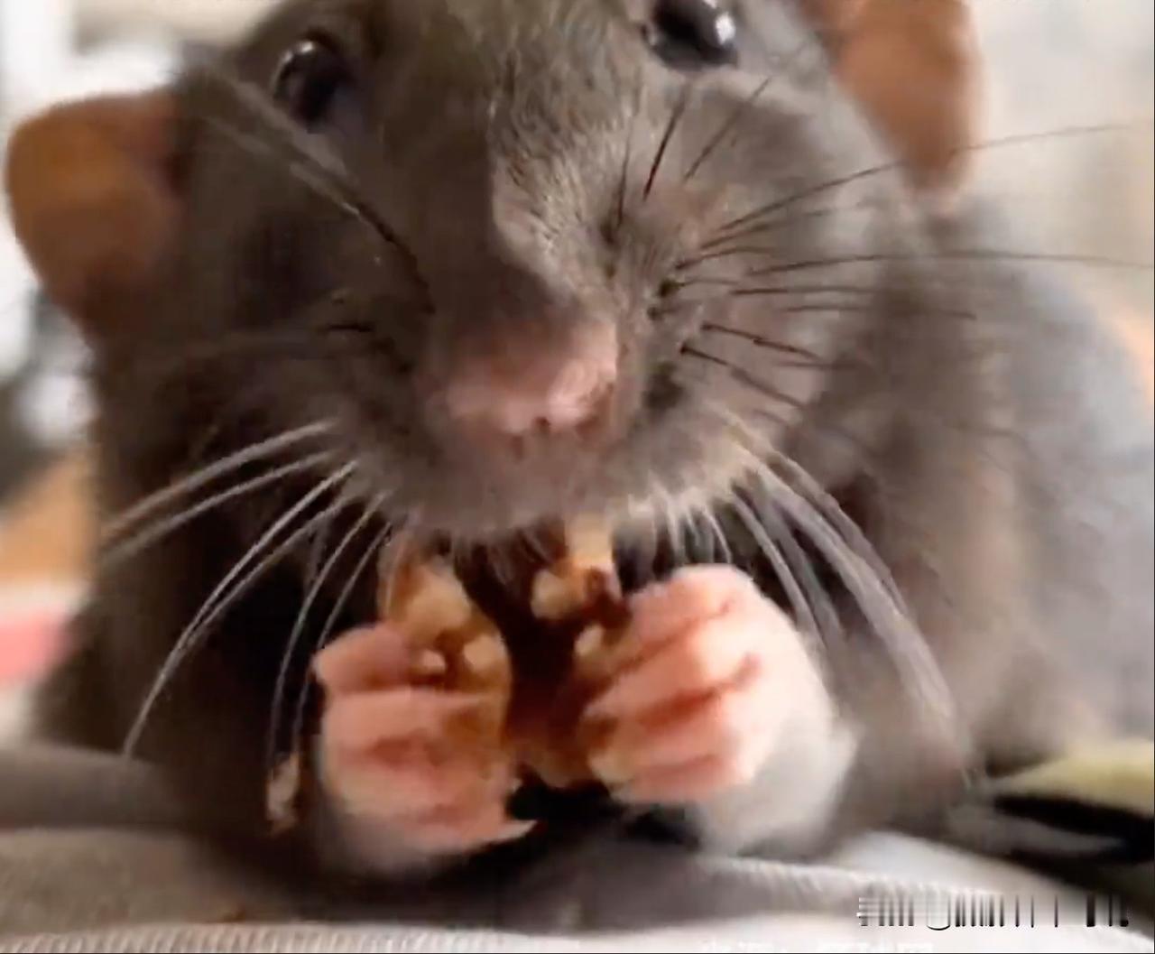 印度警方200公斤大麻被老鼠偷吃，然后你们猜怎么着？最后因缺少证据只好把毒贩给放