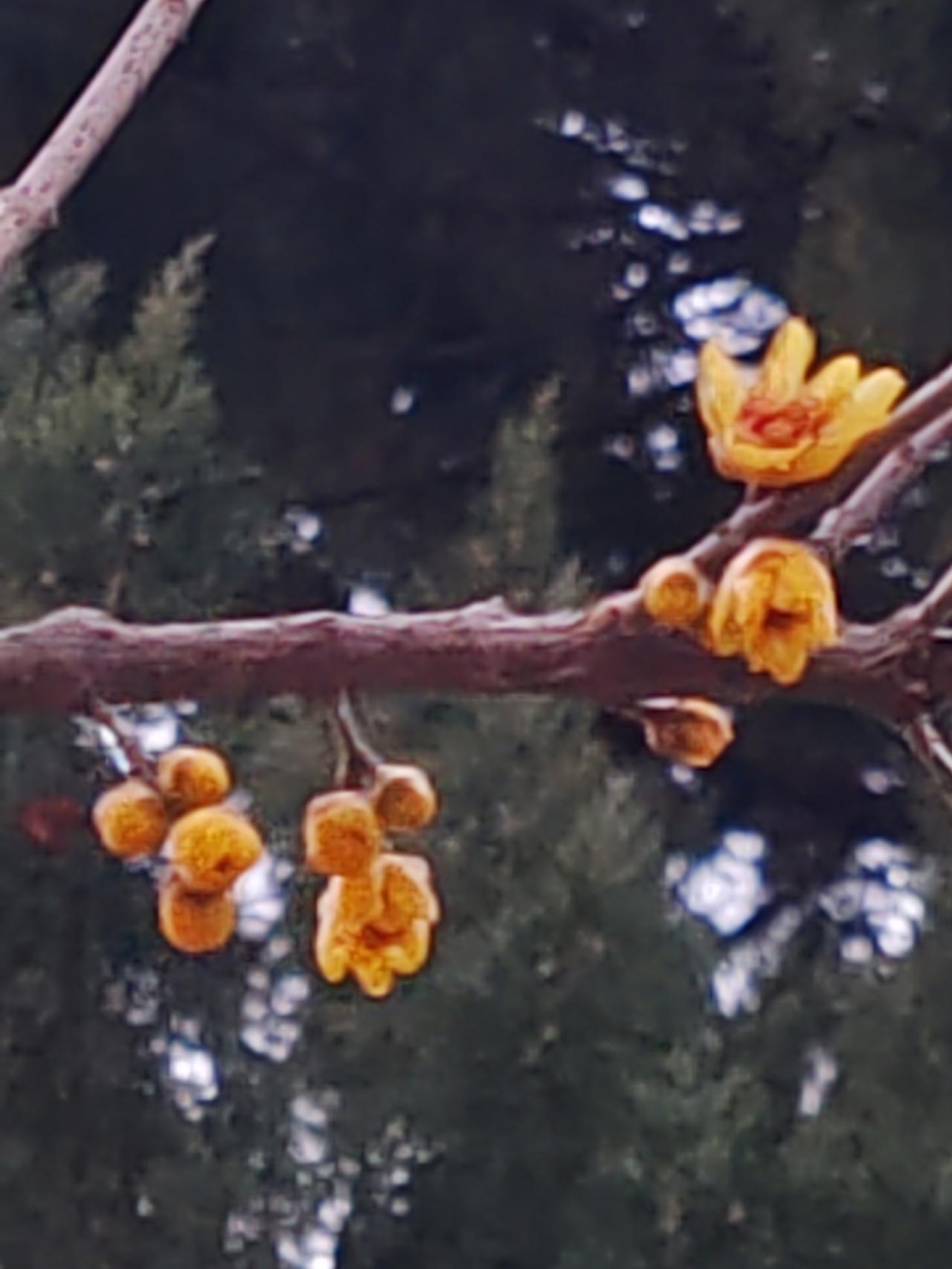 下联：丝丝细雨润红花；诚邀上联凛凛北风吹黄梅