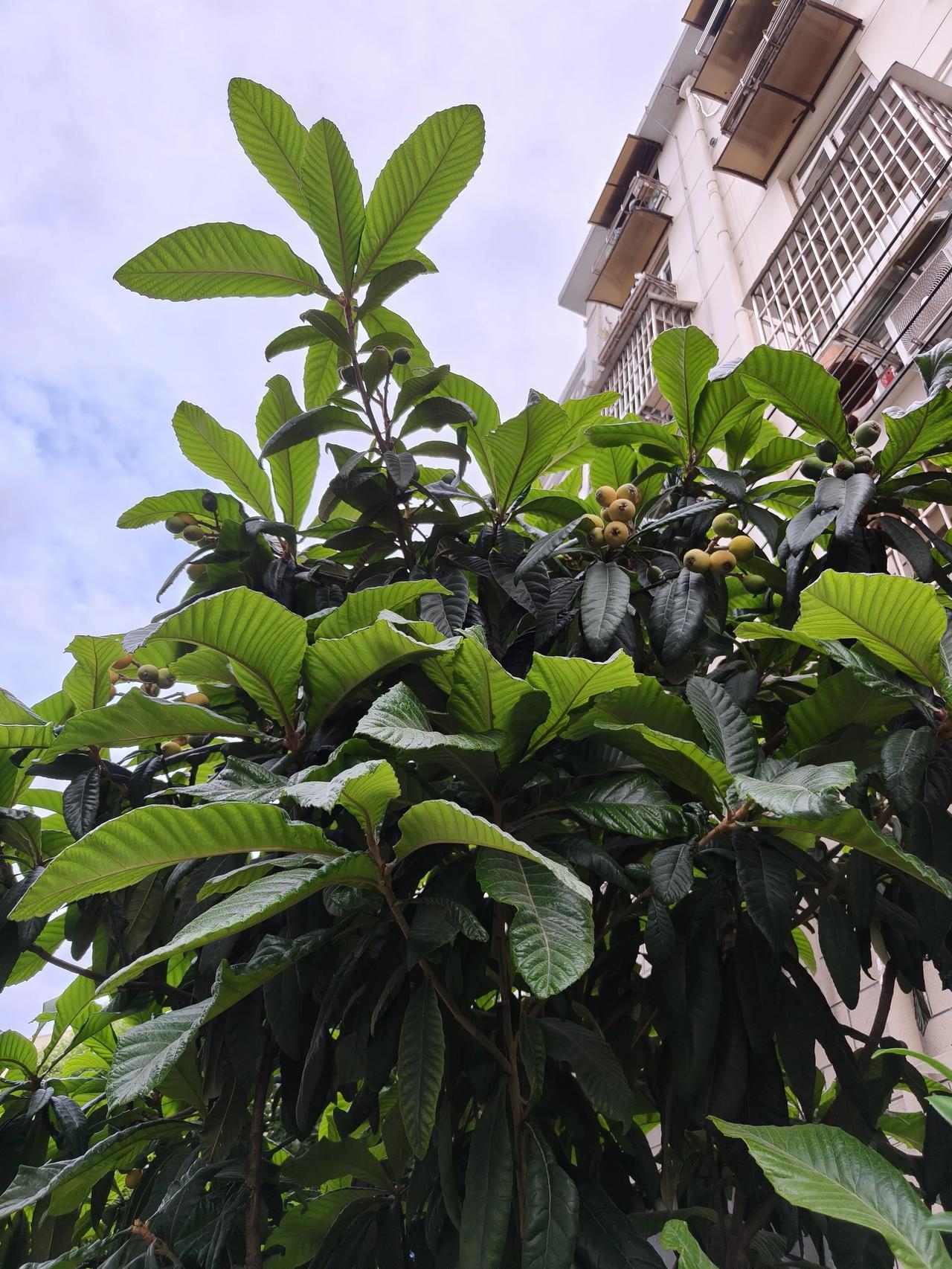 夏。︱ 忽逢，小🈵

时序匆匆，忽逢小满。小满，夏日的第二个节气，念起来都很温