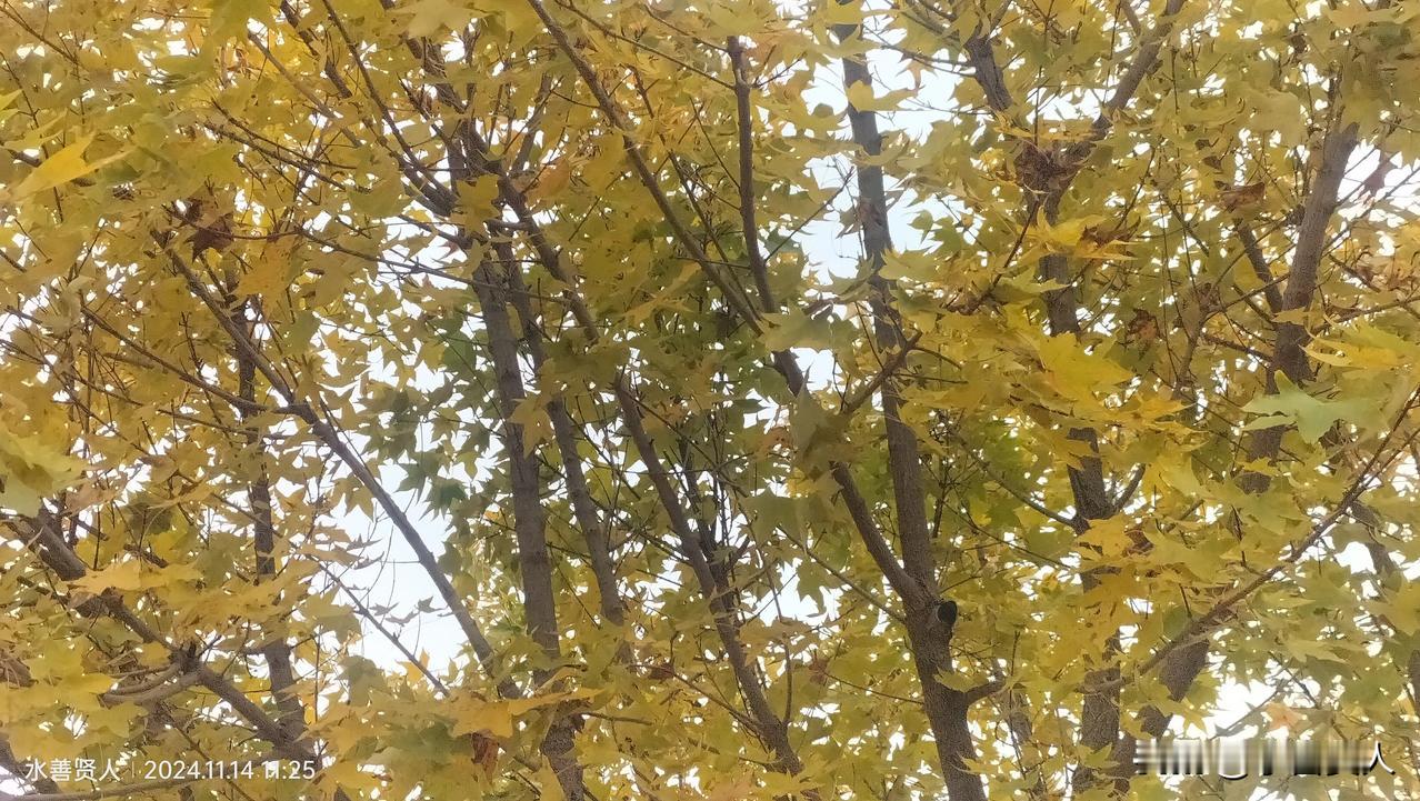 分享一下你家乡田野的风景旅游随手拍秋色