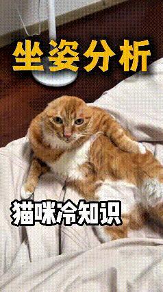 哎呀妈呀老铁们，今天咱唠唠猫咪坐姿小冷知识，老有意思了！
猫咪农民揣，冬天是保暖