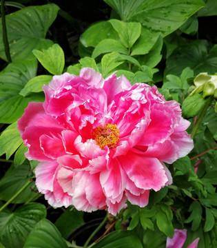 闲暇时猜猜谜语，既能开动脑筋，又能消磨时光，实在是一举两得。今日谜面来啦：裤裆里