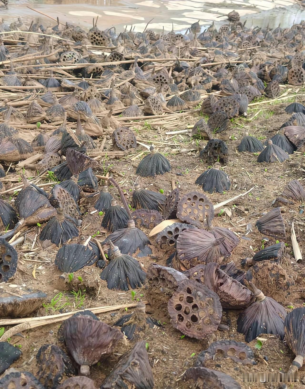 这么大一片莲蓬，也没有人采摘，就这样白白的浪费了，看着让人心疼！记得有一年我到白