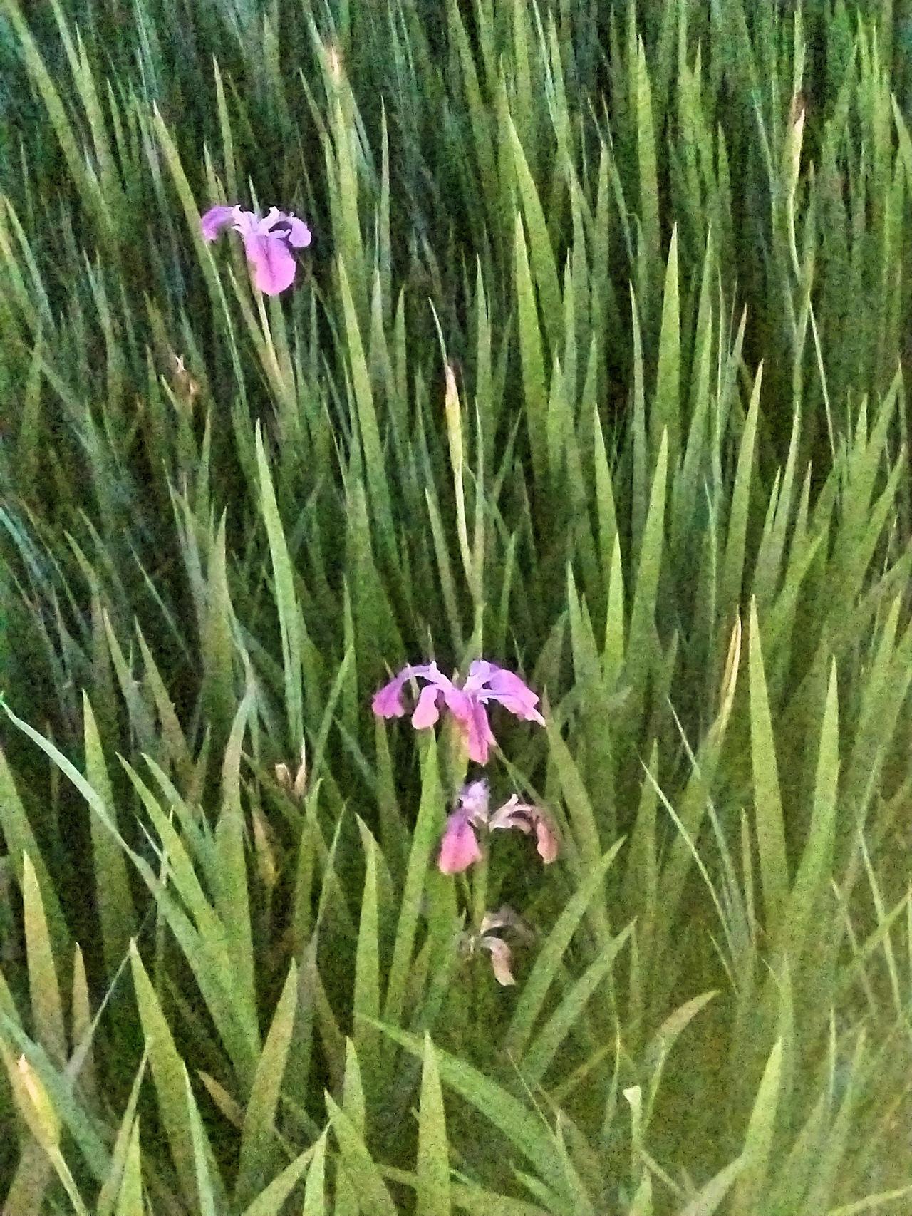 春日生活打卡季 春日的美好，就藏在这“紫花映绿草，芳菲满径香”里。周末我去公园溜