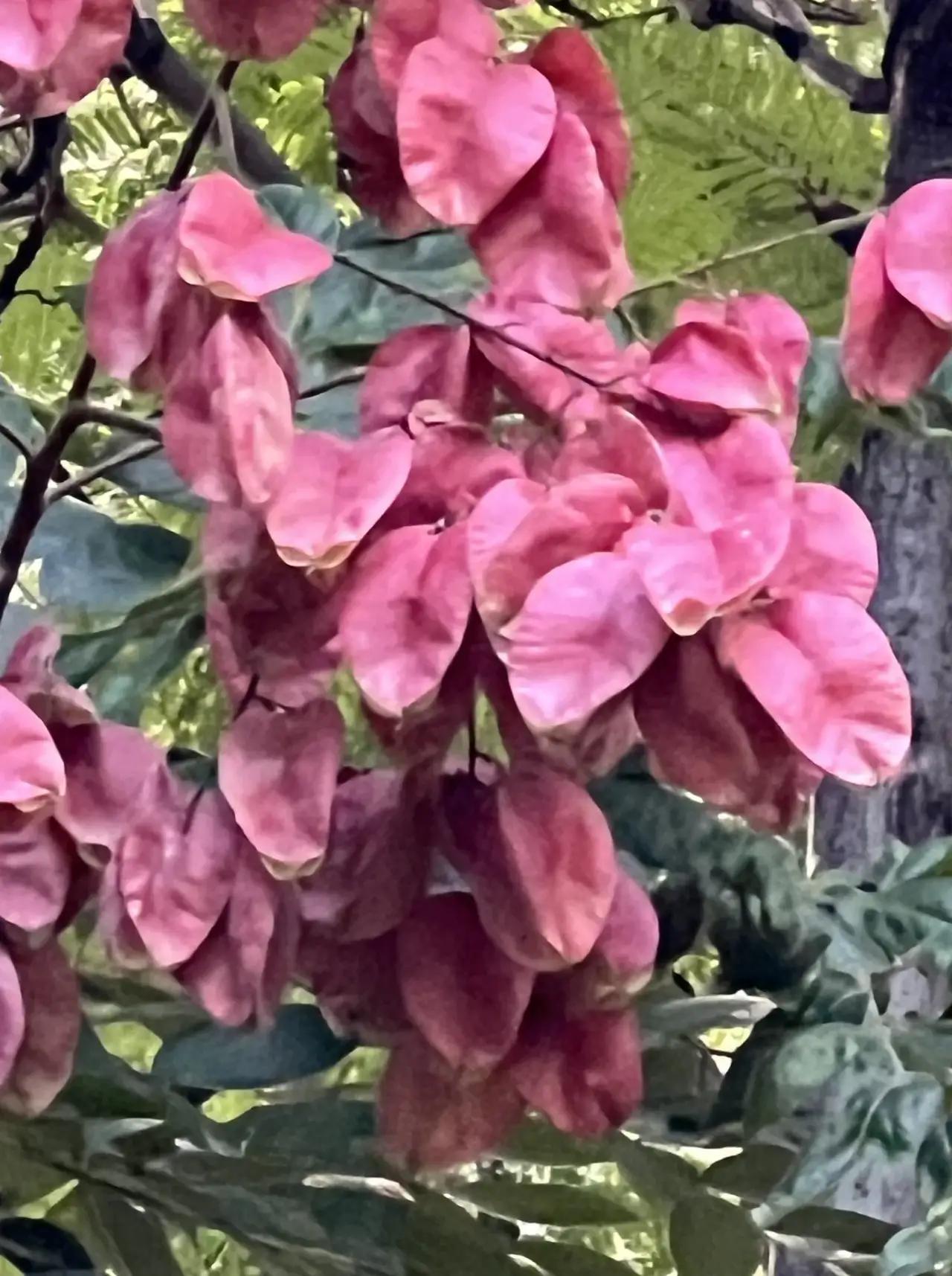 不是桂花，不是菊花，也不是月季，秋花繁多，为何是它获得了“国庆花”的殊荣？
金秋