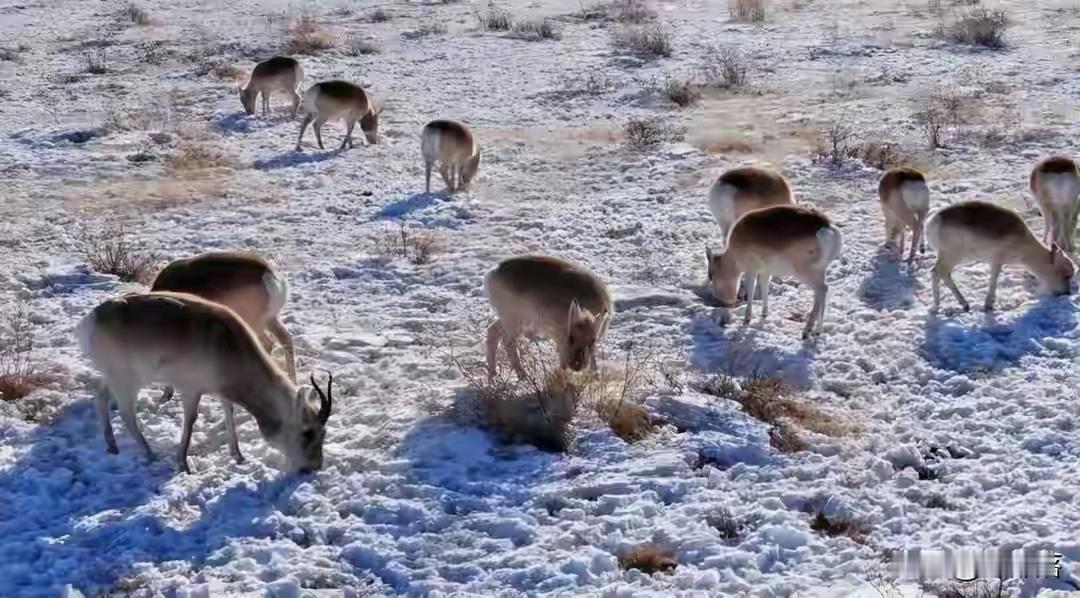 《满洲里草原现“千羊奔腾”！野生黄羊群踏雪而来，镜头记录下震撼瞬间》

内蒙古满