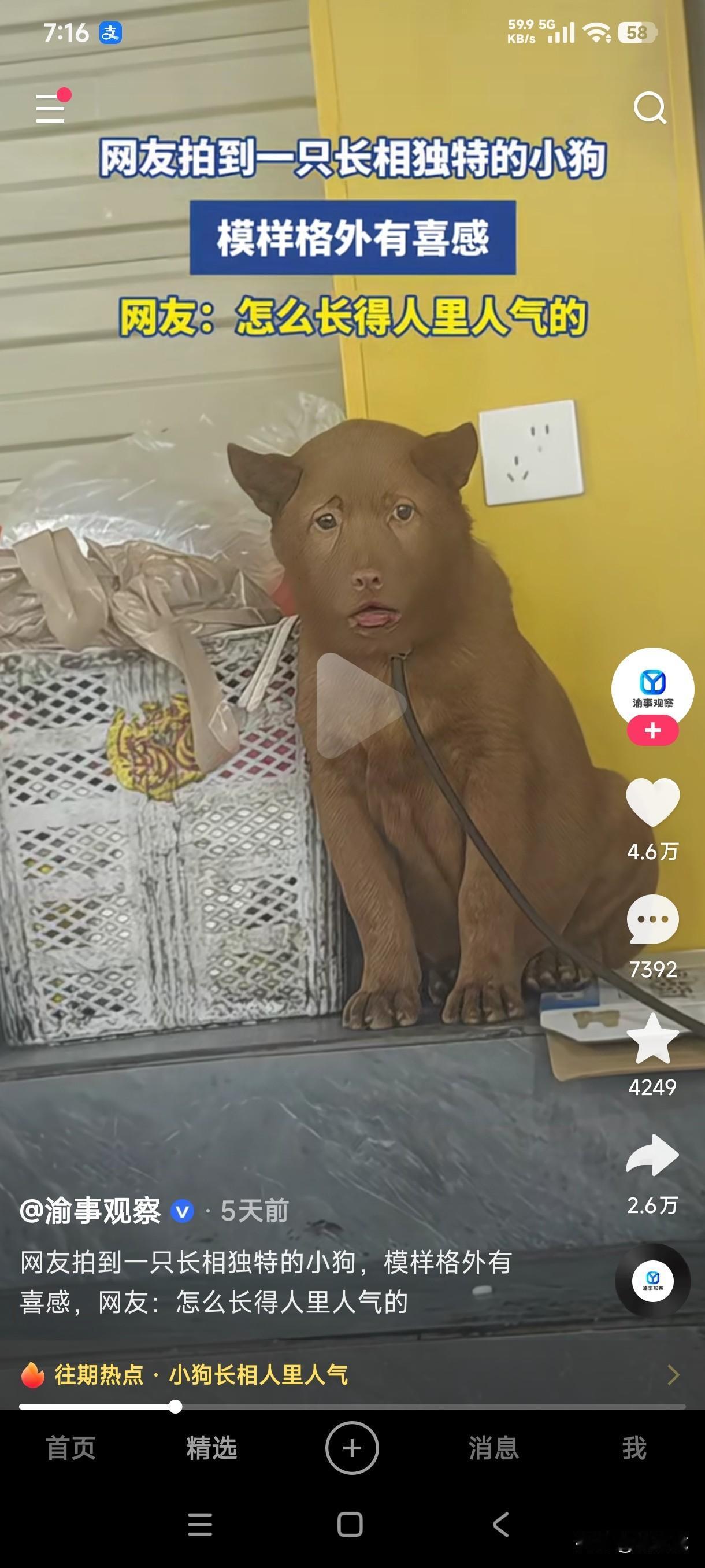 这只狗怎么长得人里人气的，这到底是什么品种的狗子？为什么给人越看越觉得它是人装扮