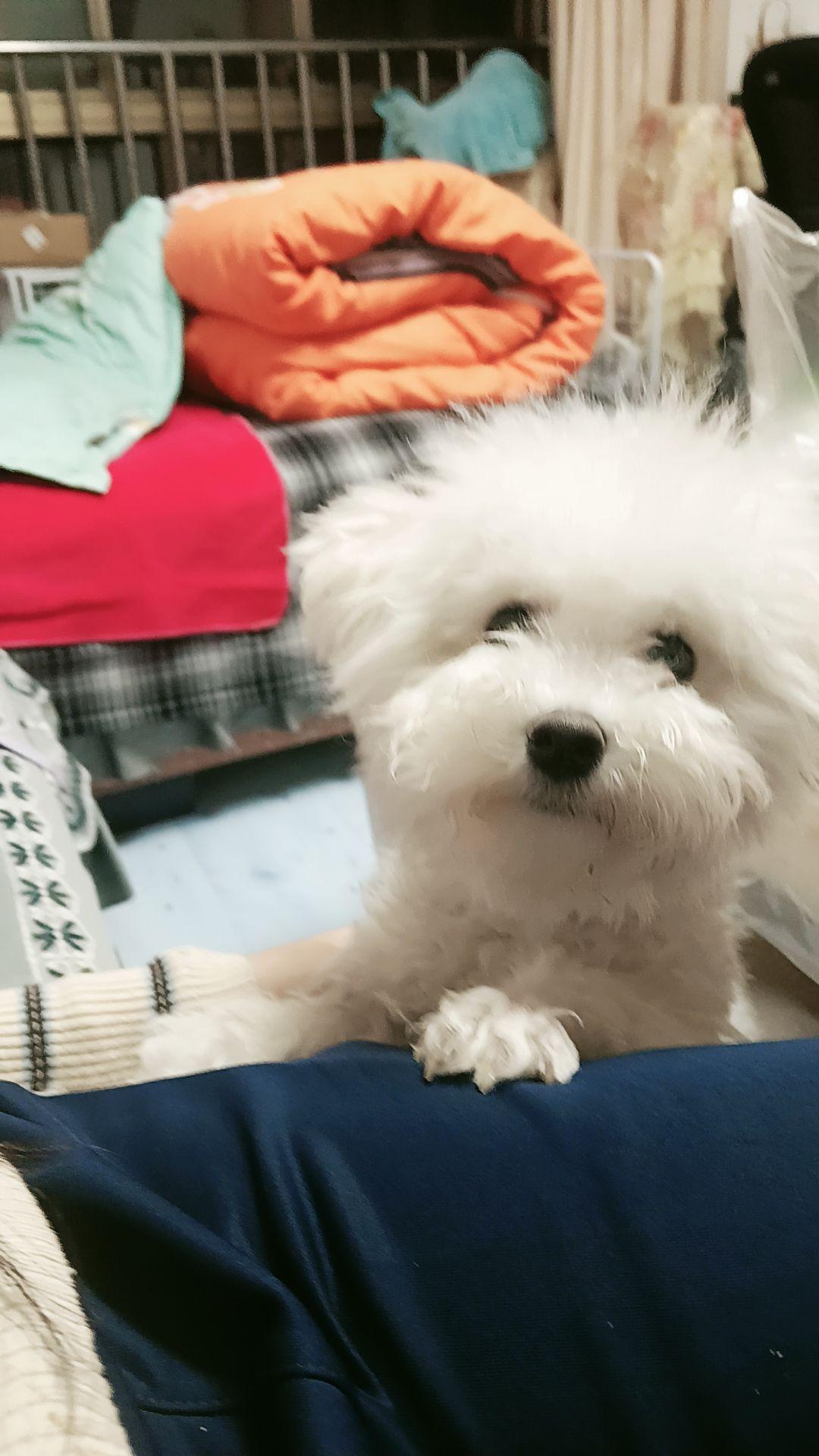 小体比熊 小比熊 萌宠比熊 比熊犬 狗精